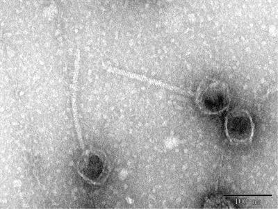 Characterization and Genomic Analysis of BUCT549, a Novel Bacteriophage Infecting Vibrio alginolyticus With Flagella as Receptor